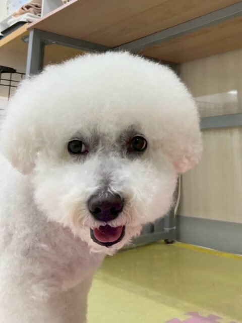 大吉ちゃん🐶
本日はちょこたんちゃんやふうちゃん達に興味津々‼️みんなの後ろを追いかけて、アピールをしたり、匂いを嗅いだりして過ごしていました🤭

🐾🐶愛犬のお悩みご相談ください🐶🐾
@kenkohmura_official
 ↑フォロー待ってます↑

〒955-0091 新潟県三条市上須頃大割４２８−１
☎︎ 0256-35-2571
✉️ info@kenkohmura.jp
HP: https://kenkohmura.jp
LINE: https://lin.ee/7LIz5sb

#犬幸村#犬の幼稚園 #吠える、噛む #犬のしつけ #トイレ
ビションビションフリーゼビションフリーゼ大好きビションフリーゼ倶楽部