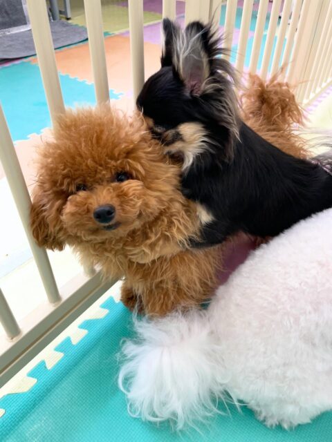 ププちゃん🐶
今日はきりまるちゃんやポン太ちゃんとプロレスごっこをして遊んでいました😊
ポン太ちゃんに耳を舐められてる間、悟りを開いていました🤣
お散歩では楽しそうにルンルンで歩いていました✨

🐾🐶愛犬のお悩みご相談ください🐶🐾
@kenkohmura_official
 ↑フォロー待ってます↑

〒955-0091 新潟県三条市上須頃大割４２８−１
☎︎ 0256-35-2571
✉️ info@kenkohmura.jp
HP: https://kenkohmura.jp
LINE: https://lin.ee/7LIz5sb

#犬幸村#犬の幼稚園 #吠える、噛む #犬のしつけ #トイレ
トイプードル　トイプー　といぷー