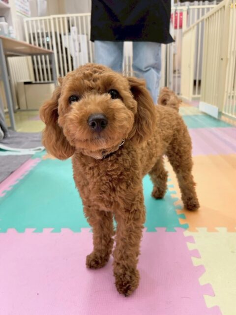 モカちゃん🐶
本日はきりまるちゃんやププちゃん達とワンプロをしあったり、みんなで走り回ったりして激しくはしゃぎ回っていました🤣

🐾🐶愛犬のお悩みご相談ください🐶🐾
@kenkohmura_official
 ↑フォロー待ってます↑

〒955-0091 新潟県三条市上須頃大割４２８−１
☎︎ 0256-35-2571
✉️ info@kenkohmura.jp
HP: https://kenkohmura.jp
LINE: https://lin.ee/7LIz5sb

#犬幸村#犬の幼稚園 #吠える、噛む #犬のしつけ #トイレ
トイプートイプー可愛いトイプー大好きトイプー倶楽部