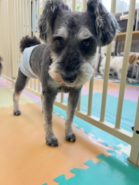 リュウちゃん🐶
マルちゃんに遊びに誘われていたりしていました😄
⁡
お散歩トレーニングも頑張っていました🙌
🐾🐶愛犬のお悩みご相談ください🐶🐾
@kenkohmura_official
 ↑フォロー待ってます↑

〒955-0091 新潟県三条市上須頃大割４２８−１
☎︎ 0256-35-2571
✉️ info@kenkohmura.jp
HP: https://kenkohmura.jp
LINE: https://lin.ee/7LIz5sb

#犬幸村#犬の幼稚園 #吠える噛む #犬のしつけ #トイレ
 ミニチュアシュナウザー ミニチュアシュナウザー可愛い ミニチュアシュナウザーだいすき
