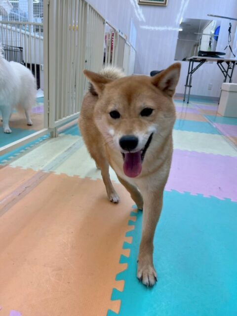 のりまきちゃん🐶
寅丸ちゃんやニッカちゃん達と走り回ったり、みんなで大はしゃぎしながら楽しそうに遊び回っていました🤣
みんなで遊びすぎて疲れたのか夕方にはまったりモードでお休み中でした😴

🐾🐶愛犬のお悩みご相談ください🐶🐾
@kenkohmura_official
 ↑フォロー待ってます↑

〒955-0091 新潟県三条市上須頃大割４２８−１
☎︎ 0256-35-2571
✉️ info@kenkohmura.jp
HP: https://kenkohmura.jp
LINE: https://lin.ee/7LIz5sb

#犬幸村#犬の幼稚園 #吠える、噛む #犬のしつけ #トイレ
柴犬柴犬可愛い柴犬大好き柴犬倶楽部柴犬可愛いすぎる