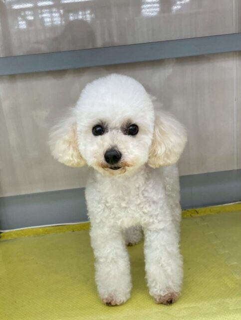 こむぎちゃん🐶
小さい子達に遊びに誘われていたり、スタッフにあまえたりしていました😆
🐾🐶愛犬のお悩みご相談ください🐶🐾
@kenkohmura_official
 ↑フォロー待ってます↑

〒955-0091 新潟県三条市上須頃大割４２８−１
☎︎ 0256-35-2571
✉️ info@kenkohmura.jp
HP: https://kenkohmura.jp
LINE: https://lin.ee/7LIz5sb

#犬幸村#犬の幼稚園 #吠える噛む #犬のしつけ #トイレ
 トイプードル トイプードルだいすき トイプードル可愛い