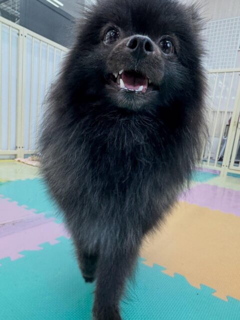 うにちゃん🐶
本日は男性のスタッフにお散歩トレーニングで撫でてもらったり、お客さんに触ってもらったりして頑張っていました👍

園内ではだんだん他の子達との距離が近くなって来ていて挨拶をしたり、みんなと匂いを嗅ぎ合ったりして過ごしていました👏

🐾🐶愛犬のお悩みご相談ください🐶🐾
@kenkohmura_official
 ↑フォロー待ってます↑

〒955-0091 新潟県三条市上須頃大割４２８−１
☎︎ 0256-35-2571
✉️ info@kenkohmura.jp
HP: https://kenkohmura.jp
LINE: https://lin.ee/7LIz5sb

#犬幸村#犬の幼稚園 #吠える、噛む #犬のしつけ #トイレ
ポメラニアンポメラニアン可愛いポメラニアン大好きポメラニアン倶楽部
