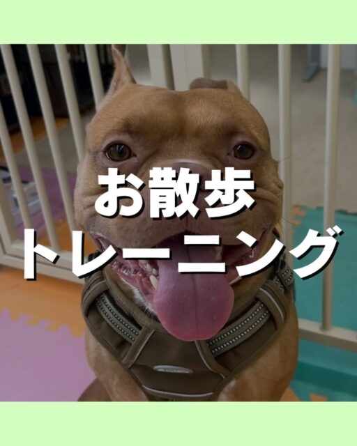 お散歩トレーニング講習会🐶
5/16(土)12時〜13時30分にミズベリング三条にて
お散歩トレーニング講習会を開催します😆

こんなお悩みありませんか？
引っ張りが強い
拾い食いが気になる
他の子や人に吠えてしまう⋯
お気軽にお問い合わせください💁

🐾🐶愛犬のお悩みご相談ください🐶🐾
@kenkohmura_official
 ↑フォロー待ってます↑

〒955-0091 新潟県三条市上須頃大割４２８−１
☎︎ 0256-35-2571
✉️ info@kenkohmura.jp
HP: https://kenkohmura.jp
LINE: https://lin.ee/7LIz5sb

#犬幸村#犬の幼稚園 #吠える、噛む #犬のしつけ #トイレ　お散歩トレーニング
