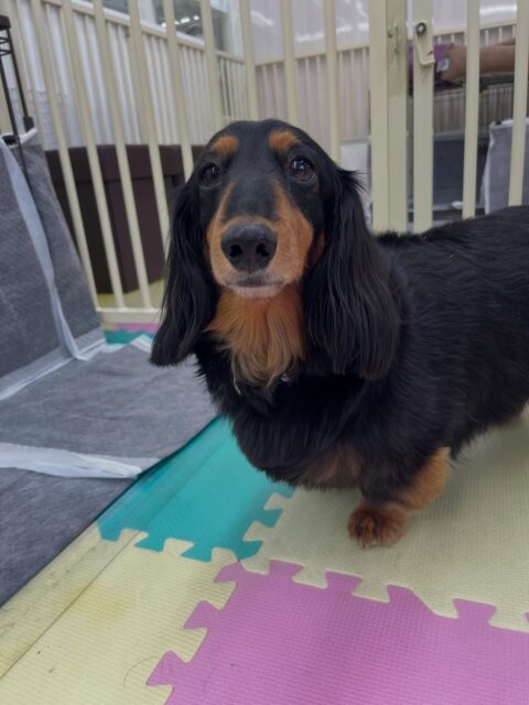 クッキーちゃん🐶
ニコペットにいるチワワちゃんやマルちゃんに遊びに誘われていたりとモテモテのクッキーちゃんでした😆
⁡
お散歩トレーニングでも一生懸命歩いていました😊
🐾🐶愛犬のお悩みご相談ください🐶🐾
@kenkohmura_official
 ↑フォロー待ってます↑

〒955-0091 新潟県三条市上須頃大割４２８−１
☎︎ 0256-35-2571
✉️ info@kenkohmura.jp
HP: https://kenkohmura.jp
LINE: https://lin.ee/7LIz5sb

#犬幸村#犬の幼稚園 #吠える噛む #犬のしつけ #トイレ
 ミニチュアダックスフンド ミニチュアダックスフンド可愛い ミニチュアダックスフンドだいすき
