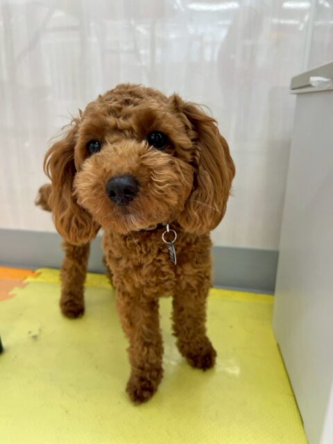 モカちゃん🐶
本日はもこちゃんや結希ちゃん、ププちゃん達匂いを嗅ぎ合ったり、ププちゃん、ぽん太達とワンプロをしあったりして過ごしていました🤭

優しい子には優しく、激しい子には激しく遊べるきちんと強弱がつけれていてよかったです👏

🐾🐶愛犬のお悩みご相談ください🐶🐾
@kenkohmura_official
 ↑フォロー待ってます↑

〒955-0091 新潟県三条市上須頃大割４２８−１
☎︎ 0256-35-2571
✉️ info@kenkohmura.jp
HP: https://kenkohmura.jp
LINE: https://lin.ee/7LIz5sb

#犬幸村#犬の幼稚園 #吠える、噛む #犬のしつけ #トイレ
トイプートイプー可愛いトイプー大好きトイプー倶楽部