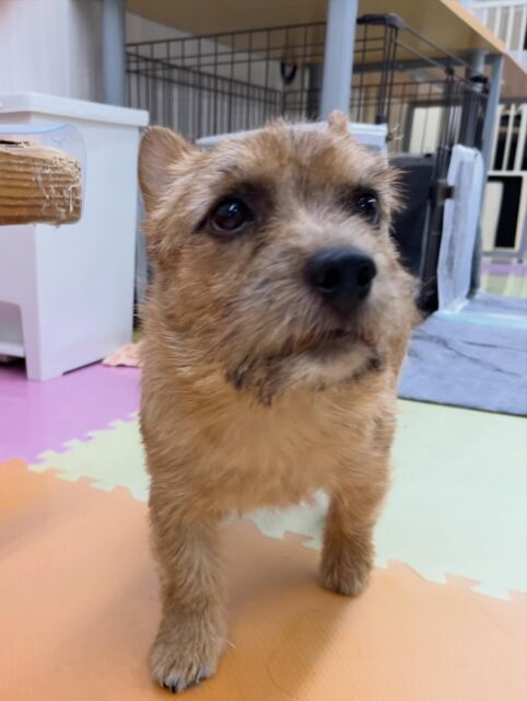 本日の鶴丸🐶
クッキーちゃんと楽しそうに遊んでいました☺️
🐾🐶愛犬のお悩みご相談ください🐶🐾
@kenkohmura_official
 ↑フォロー待ってます↑

〒955-0091 新潟県三条市上須頃大割４２８−１
☎︎ 0256-35-2571
✉️ info@kenkohmura.jp
HP: https://kenkohmura.jp
LINE: https://lin.ee/7LIz5sb

#犬幸村#犬の幼稚園 #吠える噛む #犬のしつけ #トイレ
 ノーリッチテリア ノーリッチテリア可愛い ノーリッチテリアだいすき