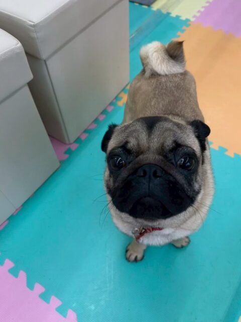 初来園のブーちゃん🐶
本日は本当に初来園？と思うほど慣れるのが早く、みんなの輪に直ぐに入れることができていました👍

シャンプーやお手入れなどは最初緊張から少しイヤイヤがありましたが直ぐになくなり、すんなりやらせてくれました👏

本日はたくさんお友達ができた1日となりました🎉

🐾🐶愛犬のお悩みご相談ください🐶🐾
@kenkohmura_official
 ↑フォロー待ってます↑

〒955-0091 新潟県三条市上須頃大割４２８−１
☎︎ 0256-35-2571
✉️ info@kenkohmura.jp
HP: https://kenkohmura.jp
LINE: https://lin.ee/7LIz5sb

#犬幸村#犬の幼稚園 #吠える、噛む #犬のしつけ #トイレ
パグパグ可愛いパグ大好きパグ倶楽部