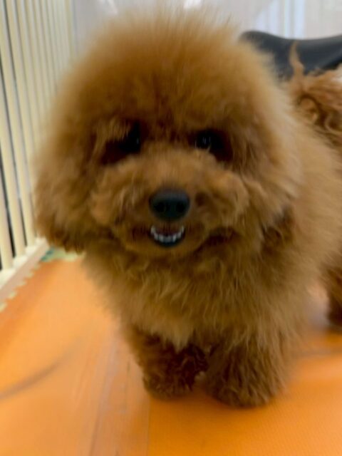 ププちゃん🐶
本日はコロンちゃんやモカちゃん、くうちゃん達と走り回ったり、ワンプロを仕掛けあったりして楽しんで過ごしていました🤭

🐾🐶愛犬のお悩みご相談ください🐶🐾
@kenkohmura_official
 ↑フォロー待ってます↑

〒955-0091 新潟県三条市上須頃大割４２８−１
☎︎ 0256-35-2571
✉️ info@kenkohmura.jp
HP: https://kenkohmura.jp
LINE: https://lin.ee/7LIz5sb

#犬幸村#犬の幼稚園 #吠える、噛む #犬のしつけ #トイレ
トイプートイプー可愛いトイプー大好きトイプー倶楽部