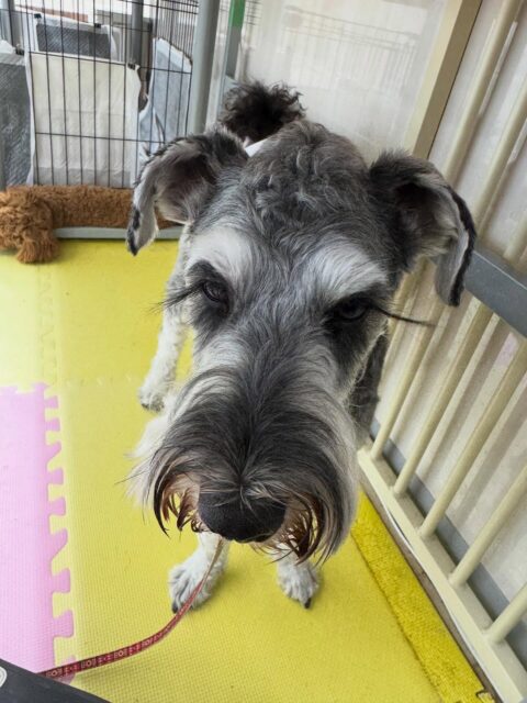 ペリーちゃん🐶
本日はニコペットのスタッフ犬やププちゃん、ふうちゃん達と走り回ったり、ワンプロを仕掛けあったりして楽しんでいました🤭

🐾🐶愛犬のお悩みご相談ください🐶🐾
@kenkohmura_official
 ↑フォロー待ってます↑

〒955-0091 新潟県三条市上須頃大割４２８−１
☎︎ 0256-35-2571
✉️ info@kenkohmura.jp
HP: https://kenkohmura.jp
LINE: https://lin.ee/7LIz5sb

#犬幸村#犬の幼稚園 #吠える、噛む #犬のしつけ #トイレ
シュナウザーシュナウザー可愛いシュナウザー大好きシュナウザー倶楽部