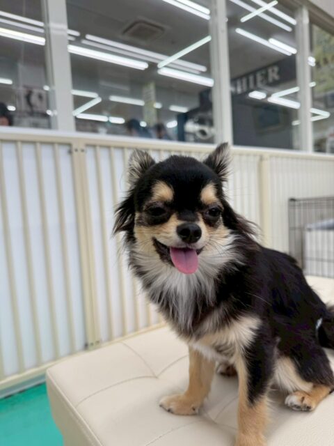 きりまるちゃん&まろちゃん🐶
今日はきりまるちゃんはお店の小さい子達とプロレスごっこをしたり、柵越しにポコちゃんと追いかけっこをしたりしていました😊
まろちゃんはスタッフに甘えたり、色んな子に挨拶したりしていました☺️
2人で椅子の上でくつろぎながらまったりしている姿が可愛かったです💗

🐾🐶愛犬のお悩みご相談ください🐶🐾
@kenkohmura_official
 ↑フォロー待ってます↑

〒955-0091 新潟県三条市上須頃大割４２８−１
☎︎ 0256-35-2571
✉️ info@kenkohmura.jp
HP: https://kenkohmura.jp
LINE: https://lin.ee/7LIz5sb

#犬幸村#犬の幼稚園 #吠える、噛む #犬のしつけ #トイレ
チワワ　ちわわ　チワワだいすき