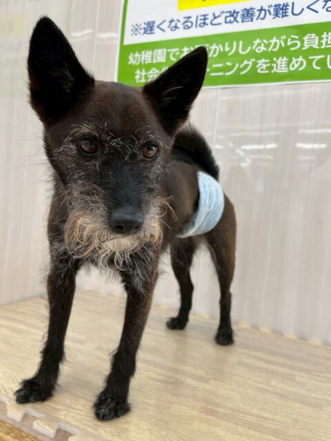 小乃輔ちゃん🐶
本日歯磨きトレーニングを開始して1年10ヶ月が経ちました
歯の状態も歯磨きもキープできているのでこのまま継続を意識して頑張りましょう✊

園内ではペリーちゃんやニコペットのスタッフ犬と匂いを嗅ぎ合ったり、みんなで走り回ったりして楽しんでいました👍

🐾🐶愛犬のお悩みご相談ください🐶🐾
@kenkohmura_official
 ↑フォロー待ってます↑

〒955-0091 新潟県三条市上須頃大割４２８−１
☎︎ 0256-35-2571
✉️ info@kenkohmura.jp
HP: https://kenkohmura.jp
LINE: https://lin.ee/7LIz5sb

#犬幸村#犬の幼稚園 #吠える、噛む #犬のしつけ #トイレ
ミックスミックス犬ミックス犬可愛いミックス犬大好き