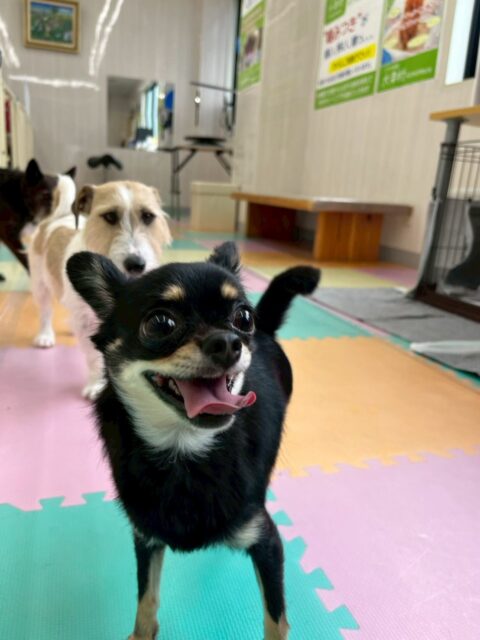 ひなたちゃん🐶
朝からププちゃんやふうちゃんモカちゃん達にたくさんちょっかいを出されたり、大好きなベンの匂いを嗅いだり、遊びを誘ったりしてちょっかいを出していました🤭

🐾🐶愛犬のお悩みご相談ください🐶🐾
@kenkohmura_official
 ↑フォロー待ってます↑

〒955-0091 新潟県三条市上須頃大割４２８−１
☎︎ 0256-35-2571
✉️ info@kenkohmura.jp
HP: https://kenkohmura.jp
LINE: https://lin.ee/7LIz5sb

#犬幸村#犬の幼稚園 #吠える、噛む #犬のしつけ #トイレ
チワワチワワ可愛いチワワ大好きチワワ倶楽部チワワ可愛すぎる