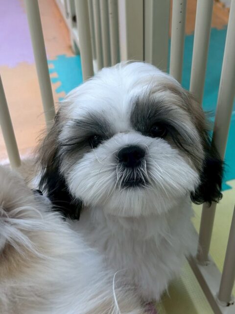 マルちゃん🐶
ニコペットにいる子達と楽しそうに遊んだり走り回ったりしていたり、ベンに叱られていたりしていました☺️
⁡
カットやお手入れ頑張っていました✂️⸒⸒
🐾🐶愛犬のお悩みご相談ください🐶🐾
@kenkohmura_official
 ↑フォロー待ってます↑

〒955-0091 新潟県三条市上須頃大割４２８−１
☎︎ 0256-35-2571
✉️ info@kenkohmura.jp
HP: https://kenkohmura.jp
LINE: https://lin.ee/7LIz5sb

#犬幸村#犬の幼稚園 #吠える噛む #犬のしつけ #トイレ
 シーズー シーズー可愛い シーズー大好き