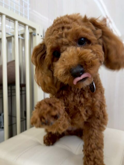 モカちゃん🐶
本日はふうちゃんやププちゃん達のチームクルクルで走り回ったり、みんなでワンプロをしたりして非常に楽しそうに遊んでいました🤭
スタッフとの手遊びもかなり楽しんでもらえた様でよかったです🙇

🐾🐶愛犬のお悩みご相談ください🐶🐾
@kenkohmura_official
 ↑フォロー待ってます↑

〒955-0091 新潟県三条市上須頃大割４２８−１
☎︎ 0256-35-2571
✉️ info@kenkohmura.jp
HP: https://kenkohmura.jp
LINE: https://lin.ee/7LIz5sb

#犬幸村#犬の幼稚園 #吠える、噛む #犬のしつけ #トイレ
トイプートイプー可愛いトイプー大好きトイプー倶楽部