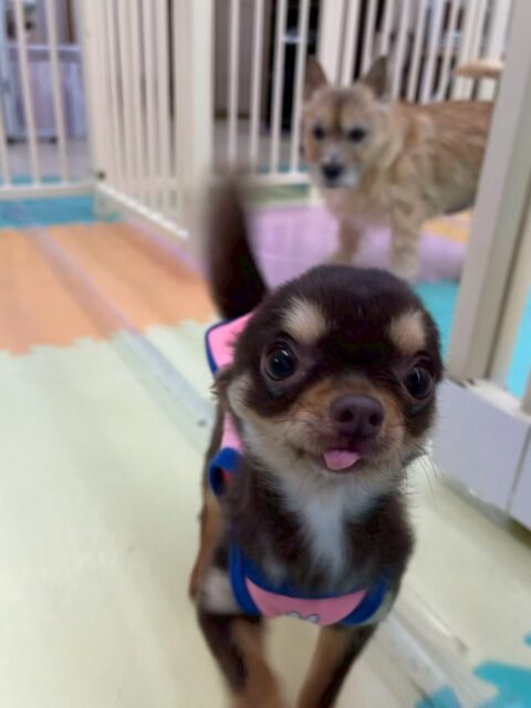 すずちゃん🐶
本日はププちゃんやスタッフ犬の子達と走り回ったり、匂いを嗅ぎ合ったりして過ごしていました🤭
みんなとコミュニケーションをとるのがだいぶ上手になってきた様に感じました👍

🐾🐶愛犬のお悩みご相談ください🐶🐾
@kenkohmura_official
 ↑フォロー待ってます↑

〒955-0091 新潟県三条市上須頃大割４２８−１
☎︎ 0256-35-2571
✉️ info@kenkohmura.jp
HP: https://kenkohmura.jp
LINE: https://lin.ee/7LIz5sb

#犬幸村#犬の幼稚園 #吠える、噛む #犬のしつけ #トイレ
チワワチワワ可愛いチワワ大好きチワワ倶楽部