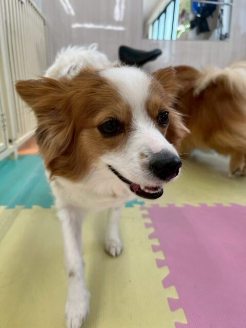 マロンちゃん🐶
本日歯磨きトレーニングを開始して1年9ヶ月が経ちました
歯の状態は非常に健康的にキープできているので、このまま継続を意識して頑張りましょう✊

園内では大好きなやん丸と朝から匂いを嗅いだり、挨拶をしあったりしてコミュニケーションをとっていました👍

🐾🐶愛犬のお悩みご相談ください🐶🐾
@kenkohmura_official
 ↑フォロー待ってます↑

〒955-0091 新潟県三条市上須頃大割４２８−１
☎︎ 0256-35-2571
✉️ info@kenkohmura.jp
HP: https://kenkohmura.jp
LINE: https://lin.ee/7LIz5sb

#犬幸村#犬の幼稚園 #吠える、噛む #犬のしつけ #トイレ
パピヨンパピヨン可愛いパピヨン大好きパピヨン倶楽部パピヨン可愛すぎる