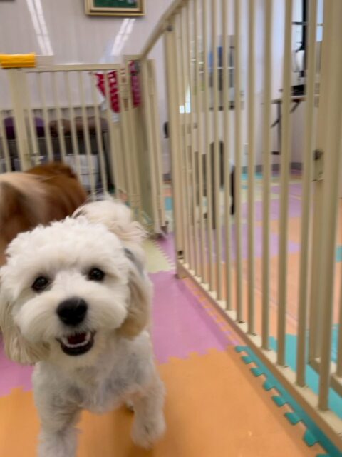 ふうちゃん🐶
本日歯磨きトレーニングを開始して4ヶ月が経ちました🪥
歯の状態はキープできています‼️歯磨きはもう少し練習が必要です‼️落ち着いた状態で歯ブラシできるまで頑張っていきましょう✊

園内ではペリーちゃんやププちゃん、モカちゃん達と走り回ったり、ワンプロを仕掛けあったりして非常に楽しそうにして過ごしていました👍

🐾🐶愛犬のお悩みご相談ください🐶🐾
@kenkohmura_official
 ↑フォロー待ってます↑

〒955-0091 新潟県三条市上須頃大割４２８−１
☎︎ 0256-35-2571
✉️ info@kenkohmura.jp
HP: https://kenkohmura.jp
LINE: https://lin.ee/7LIz5sb

#犬幸村#犬の幼稚園 #吠える、噛む #犬のしつけ #トイレ
ミックスミックス犬ミックス犬可愛いミックス犬大好きミックス犬倶楽部