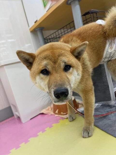 チャリーちゃん🐶
ニコペットにいるスタンダードプードルちゃんや体験に来たフレンチちゃんと楽しそうに遊びに誘っていたり遊んでいました🙌
🐾🐶愛犬のお悩みご相談ください🐶🐾
@kenkohmura_official
 ↑フォロー待ってます↑

〒955-0091 新潟県三条市上須頃大割４２８−１
☎︎ 0256-35-2571
✉️ info@kenkohmura.jp
HP: https://kenkohmura.jp
LINE: https://lin.ee/7LIz5sb

#犬幸村#犬の幼稚園 #吠える噛む #犬のしつけ #トイレ
 柴犬 柴犬可愛い 柴犬大好き