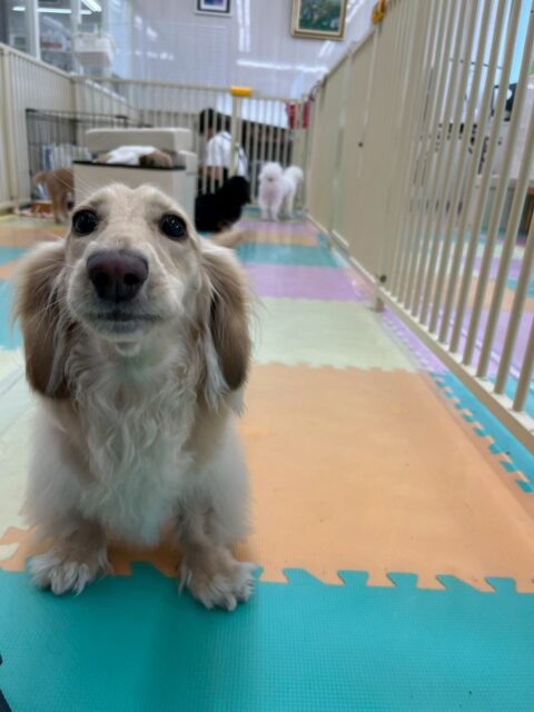 シロちゃん🐶
本日歯磨きトレーニングを開始して1年6ヶ月が経ちました
歯の状態完璧にキープできています‼️このまま継続しましょう✊

園内では、いつもよりもおしゃべりが少なく比較的に落ち着いた日でした‼️お散歩中もあまり他の人や犬に吠えたりせずに頑張ってくれていました👍

🐾🐶愛犬のお悩みご相談ください🐶🐾
@kenkohmura_official
 ↑フォロー待ってます↑

〒955-0091 新潟県三条市上須頃大割４２８−１
☎︎ 0256-35-2571
✉️ info@kenkohmura.jp
HP: https://kenkohmura.jp
LINE: https://lin.ee/7LIz5sb

#犬幸村#犬の幼稚園 #吠える、噛む #犬のしつけ #トイレ
ダックスダックス可愛いダックス倶楽部ダックス可愛すぎる