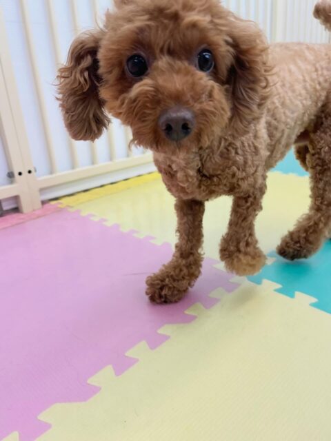 もこちゃん🐶
リュウちゃんと挨拶したり、小さい子達がしつこく遊びに誘ってくると叱ってくれていたりしていました😄
🐾🐶愛犬のお悩みご相談ください🐶🐾
@kenkohmura_official
 ↑フォロー待ってます↑

〒955-0091 新潟県三条市上須頃大割４２８−１
☎︎ 0256-35-2571
✉️ info@kenkohmura.jp
HP: https://kenkohmura.jp
LINE: https://lin.ee/7LIz5sb

#犬幸村#犬の幼稚園 #吠える噛む #犬のしつけ #トイレ
 トイプードル トイプードル可愛い トイプードルだいすき