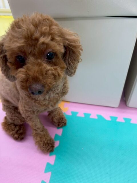 もこちゃん🐶
本日は結希ちゃんやモカちゃん、ぽん太達と匂いを嗅ぎ合ったり、みんなで挨拶をしあったりして過ごしていました🤭

他にもニコペットのちびっ子達に自ら注意をしたり、しつこくされてブチギレていました🤣

🐾🐶愛犬のお悩みご相談ください🐶🐾
@kenkohmura_official
 ↑フォロー待ってます↑

〒955-0091 新潟県三条市上須頃大割４２８−１
☎︎ 0256-35-2571
✉️ info@kenkohmura.jp
HP: https://kenkohmura.jp
LINE: https://lin.ee/7LIz5sb

#犬幸村#犬の幼稚園 #吠える、噛む #犬のしつけ #トイレ
トイプートイプー可愛いトイプー大好きトイプー倶楽部