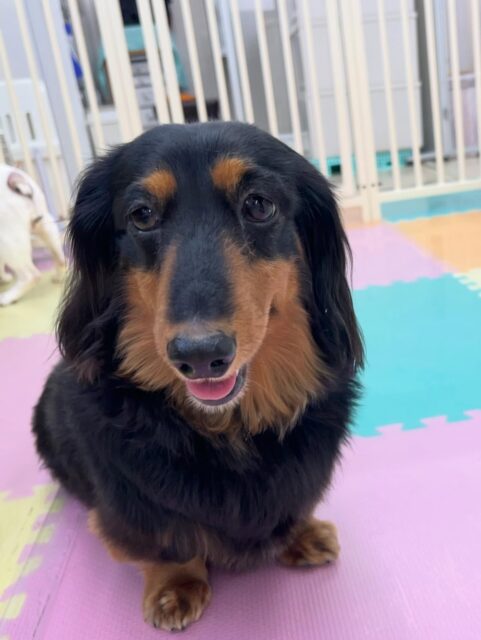 クッキーちゃん🐶
鶴丸とすごく楽しそうに遊んでいました🎶
疲れたのか午後からはまったり過ごしていました😊
🐾🐶愛犬のお悩みご相談ください🐶🐾
@kenkohmura_official
 ↑フォロー待ってます↑

〒955-0091 新潟県三条市上須頃大割４２８−１
☎︎ 0256-35-2571
✉️ info@kenkohmura.jp
HP: https://kenkohmura.jp
LINE: https://lin.ee/7LIz5sb

#犬幸村#犬の幼稚園 #吠える噛む #犬のしつけ #トイレ
 ミニチュアダックスフンド ミニチュアダックスフンド可愛い ミニチュアダックスフンドだいすき