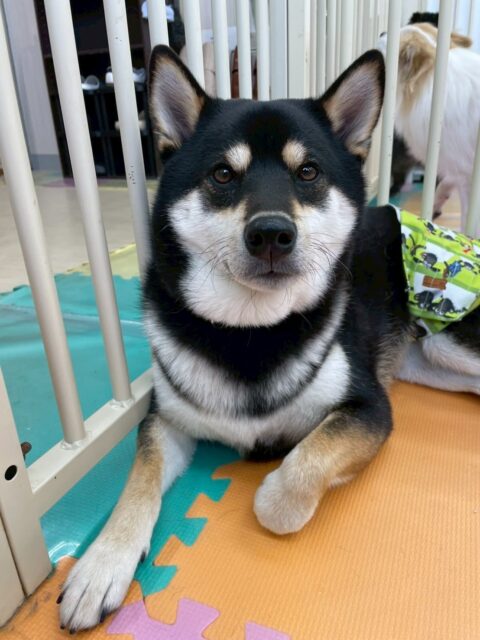 北斗ちゃん🐶
本日歯磨きトレーニングを開始して1年4ヶ月が経ちました歯の状態はキープできているのでこのまま継続を意識して頑張っていきましょう✊

園内ではポコちゃんや福太郎ちゃん達と走り回ったり、みんなでスタッフと追いかけっこをしたりして楽しんでいました👍
レーキングやお手入れなども上手にやらせてくれてスムーズに終わらせることができました🙇

🐾🐶愛犬のお悩みご相談ください🐶🐾
@kenkohmura_official
 ↑フォロー待ってます↑

〒955-0091 新潟県三条市上須頃大割４２８−１
☎︎ 0256-35-2571
✉️ info@kenkohmura.jp
HP: https://kenkohmura.jp
LINE: https://lin.ee/7LIz5sb

#犬幸村#犬の幼稚園 #吠える、噛む #犬のしつけ #トイレ
柴犬柴犬可愛い柴犬大好き柴犬倶楽部