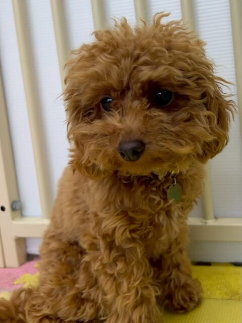 ルナちゃん🐶
だいぶ1日コースにも慣れて来たようでみんなにたくさん匂いをかがれたり、みんなに挨拶をされたりしても動じずにだんだん堂々として来たように感じました👏
次はお友達ができるように頑張っていきましょう‼️

🐾🐶愛犬のお悩みご相談ください🐶🐾
@kenkohmura_official
 ↑フォロー待ってます↑

〒955-0091 新潟県三条市上須頃大割４２８−１
☎︎ 0256-35-2571
✉️ info@kenkohmura.jp
HP: https://kenkohmura.jp
LINE: https://lin.ee/7LIz5sb

#犬幸村#犬の幼稚園 #吠える、噛む #犬のしつけ #トイレ
トイプートイプー可愛いトイプー大好きトイプー倶楽部