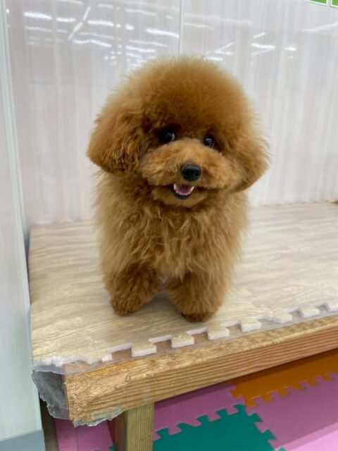 ププちゃん🐶
ニコペットにいるチワワちゃん達と楽しそうに遊んでいました🎶
お散歩トレーニングではルンルンで楽しそうでした✨
🐾🐶愛犬のお悩みご相談ください🐶🐾
@kenkohmura_official
 ↑フォロー待ってます↑

〒955-0091 新潟県三条市上須頃大割４２８−１
☎︎ 0256-35-2571
✉️ info@kenkohmura.jp
HP: https://kenkohmura.jp
LINE: https://lin.ee/7LIz5sb

#犬幸村#犬の幼稚園 #吠える噛む #犬のしつけ #トイレ
 トイプードル トイプードルだいすき トイプードル可愛い