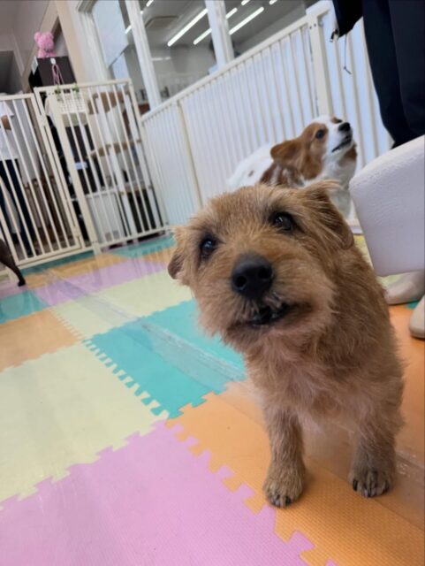 ゴローちゃん🐶
本日はお互い大好きなププちゃんと挨拶をしあったり、お互い匂いを嗅ぎあったりしてコミュニケーションをとっていました👍

🐾🐶愛犬のお悩みご相談ください🐶🐾
@kenkohmura_official
 ↑フォロー待ってます↑

〒955-0091 新潟県三条市上須頃大割４２８−１
☎︎ 0256-35-2571
✉️ info@kenkohmura.jp
HP: https://kenkohmura.jp
LINE: https://lin.ee/7LIz5sb

#犬幸村#犬の幼稚園 #吠える、噛む #犬のしつけ #トイレ
ノーフォークテリアノーフォークテリア可愛いノーフォークテリア大好きノーフォークテリア倶楽部