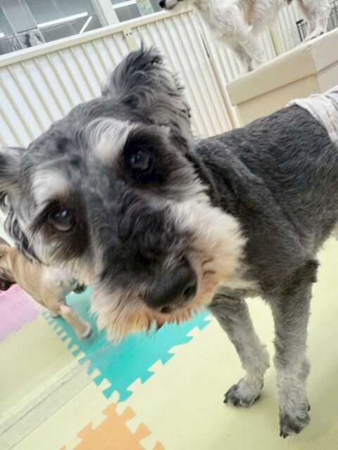 リュウちゃん🐶
柵越しでチャリーちゃんとおしゃべりしていました😁
お散歩トレーニングではまだ知らない人に吠えたりしてしまう所もありましたが、落ち着いて歩くこともできていました！
🐾🐶愛犬のお悩みご相談ください🐶🐾
@kenkohmura_official
 ↑フォロー待ってます↑

〒955-0091 新潟県三条市上須頃大割４２８−１
☎︎ 0256-35-2571
✉️ info@kenkohmura.jp
HP: https://kenkohmura.jp
LINE: https://lin.ee/7LIz5sb

#犬幸村#犬の幼稚園 #吠える噛む #犬のしつけ #トイレ
 ミニチュアシュナウザー ミニチュアシュナウザーだいすき ミニチュアシュナウザー可愛い