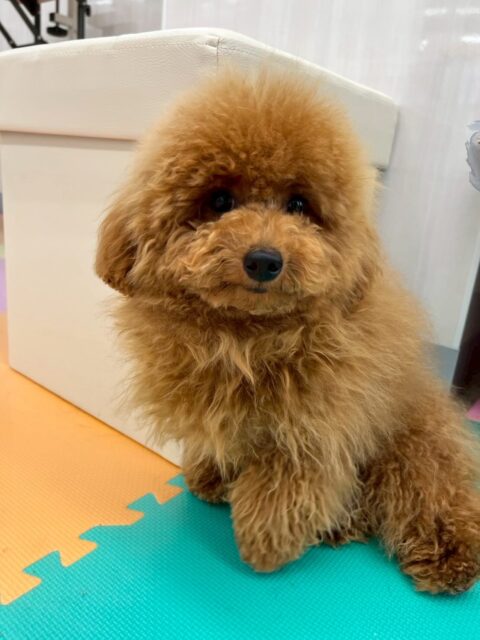 ププちゃん🐶
本日はゆずちゃんや、きりまるちゃんやまろちゃんのすずちゃん達のチームチワワちゃんずと楽しそうに走り回ったり、みんなでワンプロを仕掛けあったりして過ごしていました👍

🐾🐶愛犬のお悩みご相談ください🐶🐾
@kenkohmura_official
 ↑フォロー待ってます↑

〒955-0091 新潟県三条市上須頃大割４２８−１
☎︎ 0256-35-2571
✉️ info@kenkohmura.jp
HP: https://kenkohmura.jp
LINE: https://lin.ee/7LIz5sb

#犬幸村#犬の幼稚園 #吠える、噛む #犬のしつけ #トイレ
トイプートイプー可愛いトイプー大好きトイプー倶楽部