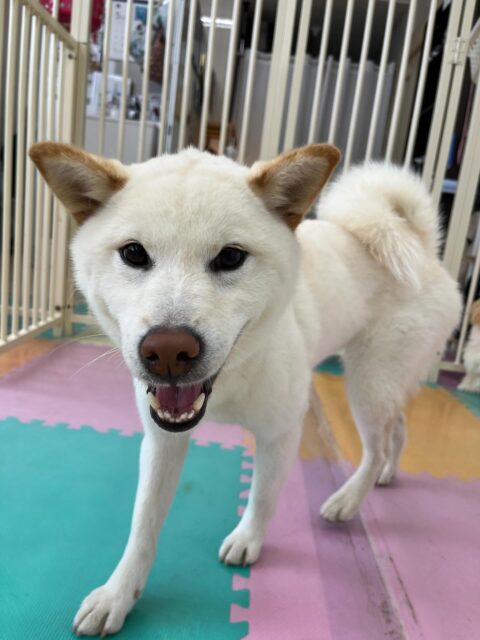 小珀ちゃん🐶
北斗ちゃんと楽しそうに遊んだり、寅丸ちゃんとおしゃべりしていました😁
レーキングでは沢山毛が抜けたり、お散歩トレーニング頑張っていました👏
⁡
歯磨きトレーニング開始して1年2ヶ月経過しました🦷🪥✨
歯磨きとても上手にできています！
🐾🐶愛犬のお悩みご相談ください🐶🐾
@kenkohmura_official
 ↑フォロー待ってます↑

〒955-0091 新潟県三条市上須頃大割４２８−１
☎︎ 0256-35-2571
✉️ info@kenkohmura.jp
HP: https://kenkohmura.jp
LINE: https://lin.ee/7LIz5sb

#犬幸村#犬の幼稚園 #吠える噛む #犬のしつけ #トイレ
 柴犬 柴犬可愛い 柴犬大好き