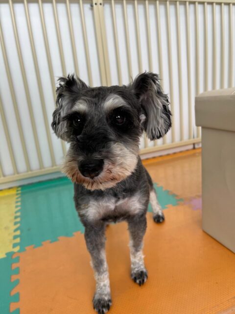 リュウちゃん🐶
北斗ちゃん達が遊んでるのを見ておしゃべりしていました😁
お散歩トレーニングではスタッフの指示きいて歩いたりしていました🙌
🐾🐶愛犬のお悩みご相談ください🐶🐾
@kenkohmura_official
 ↑フォロー待ってます↑

〒955-0091 新潟県三条市上須頃大割４２８−１
☎︎ 0256-35-2571
✉️ info@kenkohmura.jp
HP: https://kenkohmura.jp
LINE: https://lin.ee/7LIz5sb

#犬幸村#犬の幼稚園 #吠える噛む #犬のしつけ #トイレ
 ミニチュアシュナウザー ミニチュアシュナウザー可愛い ミニチュアシュナウザーだいすき