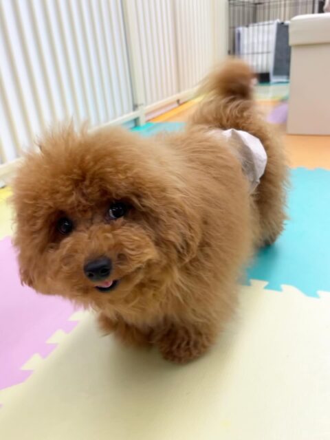 ププちゃん🐶
体験に来てるれた子と楽しそうに遊んだり、遊びに誘ってくれていました😁
お散歩トレーニングではルンルンではりきって歩いていました🎶
🐾🐶愛犬のお悩みご相談ください🐶🐾
@kenkohmura_official
 ↑フォロー待ってます↑

〒955-0091 新潟県三条市上須頃大割４２８−１
☎︎ 0256-35-2571
✉️ info@kenkohmura.jp
HP: https://kenkohmura.jp
LINE: https://lin.ee/7LIz5sb

#犬幸村#犬の幼稚園 #吠える噛む #犬のしつけ #トイレ
 トイプードル トイプードル可愛い トイプードルだいすき