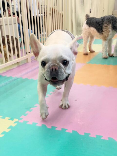 福太郎ちゃん🐶
今日はお店のスタンダードプードルちゃんやポン太ちゃん、ポコちゃんとプロレスごっこをしたり、追いかけっこをして楽しそうでした☺️
スタッフが「ふくちゃん！」と呼ぶと嬉しそうに寄ってくる姿が可愛かったです💞

🐾🐶愛犬のお悩みご相談ください🐶🐾
@kenkohmura_official
 ↑フォロー待ってます↑

〒955-0091 新潟県三条市上須頃大割４２８−１
☎︎ 0256-35-2571
✉️ info@kenkohmura.jp
HP: https://kenkohmura.jp
LINE: https://lin.ee/7LIz5sb

#犬幸村#犬の幼稚園 #吠える、噛む #犬のしつけ #トイレ
フレンチブルドッグ　フレブル　フレブルだいすき