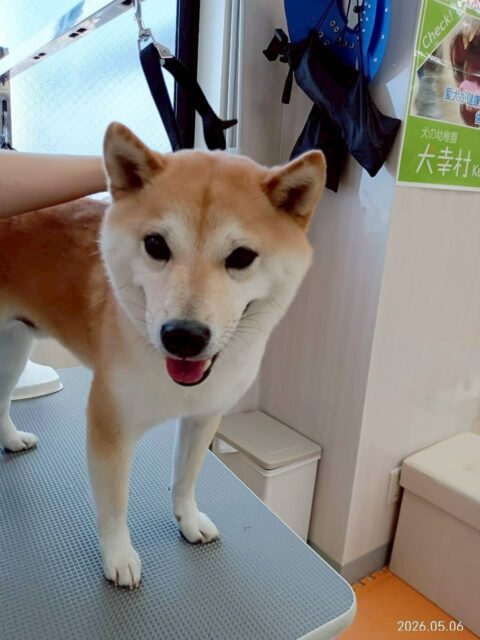 寅丸ちゃん🐶
歯磨きトレーニングを続けているおかげで健康な歯を保てていますね🦷✨この調子で続けていきましょう🪥
園内ではチャリーちゃんやのりまきちゃんとおしゃべりしたり、スタッフの膝で休んだりしていました😊

🐾🐶愛犬のお悩みご相談ください🐶🐾
@kenkohmura_official
 ↑フォロー待ってます↑

〒955-0091 新潟県三条市上須頃大割４２８−１
☎︎ 0256-35-2571
✉️ info@kenkohmura.jp
HP: https://kenkohmura.jp
LINE: https://lin.ee/7LIz5sb

#犬幸村#犬の幼稚園 #吠える、噛む #犬のしつけ #トイレ
柴犬　柴　しば