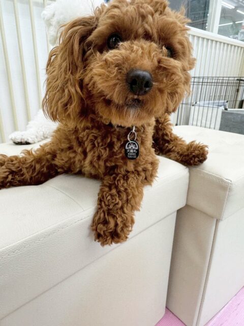 モカちゃん🐶
歯磨きトレーニング開始から3ヶ月が経過しました🪥とても綺麗な状態を保てているのでこの調子で続けていきましょう🦷✨
園内ではププちゃんやマルちゃんとプロレスごっこや追いかけっこをして楽しそうにしていました😊

🐾🐶愛犬のお悩みご相談ください🐶🐾
@kenkohmura_official
 ↑フォロー待ってます↑

〒955-0091 新潟県三条市上須頃大割４２８−１
☎︎ 0256-35-2571
✉️ info@kenkohmura.jp
HP: https://kenkohmura.jp
LINE: https://lin.ee/7LIz5sb

#犬幸村#犬の幼稚園 #吠える、噛む #犬のしつけ #トイレ
トイプードル　トイプー　といぷー
