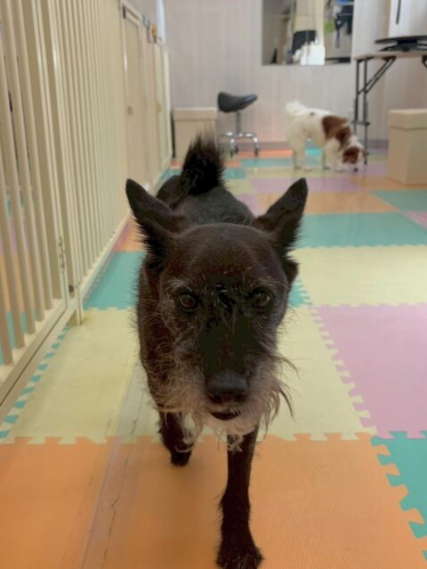 小乃輔ちゃん🐶
本日はマロンちゃんや大吉ちゃん達と激しいお話し合いをしたり、みんなで走り回ったりして楽しんでいました🤭
特に、ちょこたんちゃんやぽん太達と柵越しに激しいお話し合いをして白熱していました👍

🐾🐶愛犬のお悩みご相談ください🐶🐾
@kenkohmura_official
 ↑フォロー待ってます↑

〒955-0091 新潟県三条市上須頃大割４２８−１
☎︎ 0256-35-2571
✉️ info@kenkohmura.jp
HP: https://kenkohmura.jp
LINE: https://lin.ee/7LIz5sb

#犬幸村#犬の幼稚園 #吠える、噛む #犬のしつけ #トイレ
ミックスミックス犬ミックス犬可愛いミックス犬倶楽部