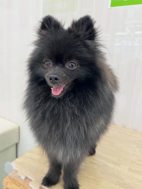 うにちゃん🐶
遊んでる子達を見ていたり、小珀ちゃんとおしゃべりしていました😄
お散歩トレーニングやシャンプー頑張っていました👏
🐾🐶愛犬のお悩みご相談ください🐶🐾
@kenkohmura_official
 ↑フォロー待ってます↑

〒955-0091 新潟県三条市上須頃大割４２８−１
☎︎ 0256-35-2571
✉️ info@kenkohmura.jp
HP: https://kenkohmura.jp
LINE: https://lin.ee/7LIz5sb

#犬幸村#犬の幼稚園 #吠える噛む #犬のしつけ #トイレ
 ポメラニアン ポメラニアン可愛い ポメラニアン大好き