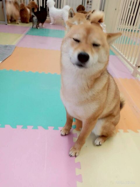 のりまきちゃん🐶
今日は寅丸ちゃんやチャリーちゃんとおしゃべりしたり、スタッフと遊んだりして楽しそうでした😊
お手入れでは落ち着いていて上手にさせてくれました👏

🐾🐶愛犬のお悩みご相談ください🐶🐾
@kenkohmura_official
 ↑フォロー待ってます↑

〒955-0091 新潟県三条市上須頃大割４２８−１
☎︎ 0256-35-2571
✉️ info@kenkohmura.jp
HP: https://kenkohmura.jp
LINE: https://lin.ee/7LIz5sb

#犬幸村#犬の幼稚園 #吠える、噛む #犬のしつけ #トイレ
柴犬　柴　しば