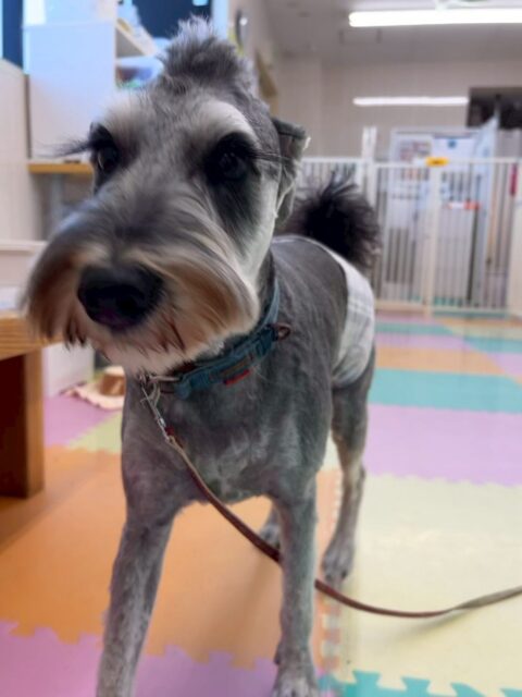 ペリーちゃん🐶
本日は、くうちゃんやぽん太達と走り回ったり、ワンプロをしあったりして楽しそうに過ごしていました🤭
またスタッフとの手遊びもかなり盛り上がり大興奮で遊んでくれました👏

🐾🐶愛犬のお悩みご相談ください🐶🐾
@kenkohmura_official
 ↑フォロー待ってます↑

〒955-0091 新潟県三条市上須頃大割４２８−１
☎︎ 0256-35-2571
✉️ info@kenkohmura.jp
HP: https://kenkohmura.jp
LINE: https://lin.ee/7LIz5sb

#犬幸村#犬の幼稚園 #吠える、噛む #犬のしつけ #トイレ
シュナウザーシュナウザー可愛いシュナウザー大好きシュナウザー倶楽部
