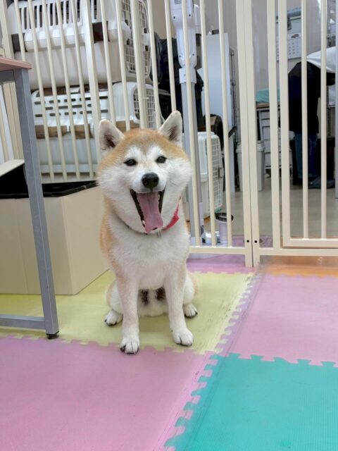 まめちゃん🐶
本日はすけちゃんと話し合いで盛り上がったり、スタッフとの手遊びを楽しんだりしていました🤭
本日は珍しく甘えたい日だった様で、手遊びや膝の上に乗ってくれたりして可愛いすぎました😍

🐾🐶愛犬のお悩みご相談ください🐶🐾
@kenkohmura_official
 ↑フォロー待ってます↑

〒955-0091 新潟県三条市上須頃大割４２８−１
☎︎ 0256-35-2571
✉️ info@kenkohmura.jp
HP: https://kenkohmura.jp
LINE: https://lin.ee/7LIz5sb

#犬幸村#犬の幼稚園 #吠える、噛む #犬のしつけ #トイレ
柴犬柴犬可愛い柴犬大好き柴犬倶楽部