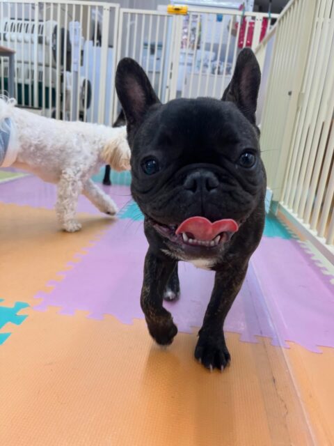 くうちゃん🐶
ニコペットにいるスタンダードプードルちゃんやまるちゃんと走り回ったりワンプロして楽しそうに遊んでいました😆
🐾🐶愛犬のお悩みご相談ください🐶🐾
@kenkohmura_official
 ↑フォロー待ってます↑

〒955-0091 新潟県三条市上須頃大割４２８−１
☎︎ 0256-35-2571
✉️ info@kenkohmura.jp
HP: https://kenkohmura.jp
LINE: https://lin.ee/7LIz5sb

#犬幸村#犬の幼稚園 #吠える噛む #犬のしつけ #トイレ
 フレンチブルドッグ フレンチブルドッグ可愛い フレンチブルドッグ大好き