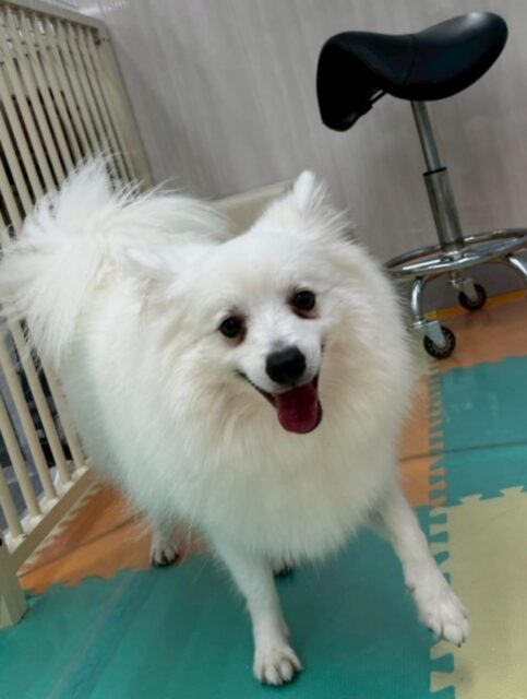 幸ちゃん🐶
仲良しのぽん太と楽しそうに遊んでいました✨
お散歩トレーニングでは落ち着いて歩いていたり、ニコペットスタッフさんにあまえていました😊
🐾🐶愛犬のお悩みご相談ください🐶🐾
@kenkohmura_official
 ↑フォロー待ってます↑

〒955-0091 新潟県三条市上須頃大割４２８−１
☎︎ 0256-35-2571
✉️ info@kenkohmura.jp
HP: https://kenkohmura.jp
LINE: https://lin.ee/7LIz5sb

#犬幸村#犬の幼稚園 #吠える噛む #犬のしつけ #トイレ
 スピッツ スピッツ大好き スピッツ可愛い