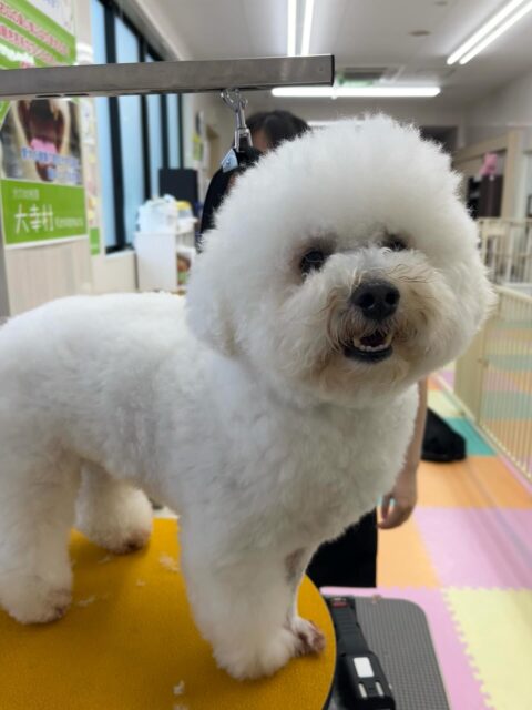 よもぎちゃん🐶
羊カットにしてもらってより可愛さが増しました✂️
ベンにお腹出したりお腹出してそのままお腹出したままの姿になっていました😊
🐾🐶愛犬のお悩みご相談ください🐶🐾
@kenkohmura_official
 ↑フォロー待ってます↑

〒955-0091 新潟県三条市上須頃大割４２８−１
☎︎ 0256-35-2571
✉️ info@kenkohmura.jp
HP: https://kenkohmura.jp
LINE: https://lin.ee/7LIz5sb

#犬幸村#犬の幼稚園 #吠える噛む #犬のしつけ #トイレ
 ミックス犬 ミックス犬可愛い ミックス犬だいすき