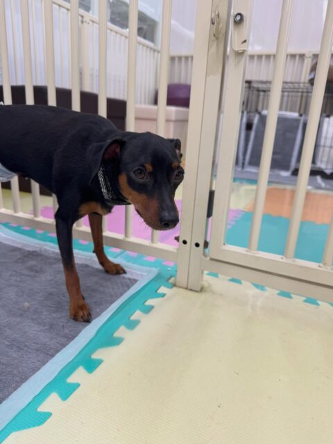 ちょこたんちゃん🐶
本日歯磨きトレーニングを開始して1年1ヶ月が経ちました
歯の状態は極めて良好なのでこのまま歯磨き頑張っていきましょう✊

園内では大好きなぽん太やププちゃん、きりまるちゃん達とはしりまわったり、みんなでワンプロを仕掛けあったりして楽しんでいました👍

🐾🐶愛犬のお悩みご相談ください🐶🐾
@kenkohmura_official
 ↑フォロー待ってます↑

〒955-0091 新潟県三条市上須頃大割４２８−１
☎︎ 0256-35-2571
✉️ info@kenkohmura.jp
HP: https://kenkohmura.jp
LINE: https://lin.ee/7LIz5sb

#犬幸村#犬の幼稚園 #吠える、噛む #犬のしつけ #トイレ
ミニピンミニピン可愛いミニピン大好きミニピン倶楽部