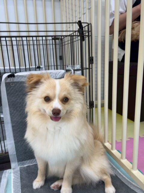 コロンちゃん🐶
本日はププちゃんやロンちゃん、ニコペットのちびっ子達の後ろから匂いをかいだり、ププちゃんの上に乗っかったりして過ごしていました🤭
最初の頃の緊張はほとんどなく成長を感じました👍

🐾🐶愛犬のお悩みご相談ください🐶🐾
@kenkohmura_official
 ↑フォロー待ってます↑

〒955-0091 新潟県三条市上須頃大割４２８−１
☎︎ 0256-35-2571
✉️ info@kenkohmura.jp
HP: https://kenkohmura.jp
LINE: https://lin.ee/7LIz5sb

#犬幸村#犬の幼稚園 #吠える、噛む #犬のしつけ #トイレ
ミックスミックス犬ミックス犬可愛いミックス犬大好きミックス犬倶楽部