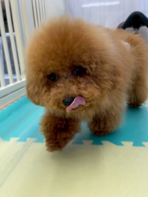 ププちゃん🐶
本日は、ペリーちゃんやぽん太、くうちゃん達と走り回ったり、みんなでワンプロを仕掛けあったりして楽しそうに遊び回っていました👍

🐾🐶愛犬のお悩みご相談ください🐶🐾
@kenkohmura_official
 ↑フォロー待ってます↑

〒955-0091 新潟県三条市上須頃大割４２８−１
☎︎ 0256-35-2571
✉️ info@kenkohmura.jp
HP: https://kenkohmura.jp
LINE: https://lin.ee/7LIz5sb

#犬幸村#犬の幼稚園 #吠える、噛む #犬のしつけ #トイレ
トイプートイプー可愛いトイプー大好きトイプー倶楽部